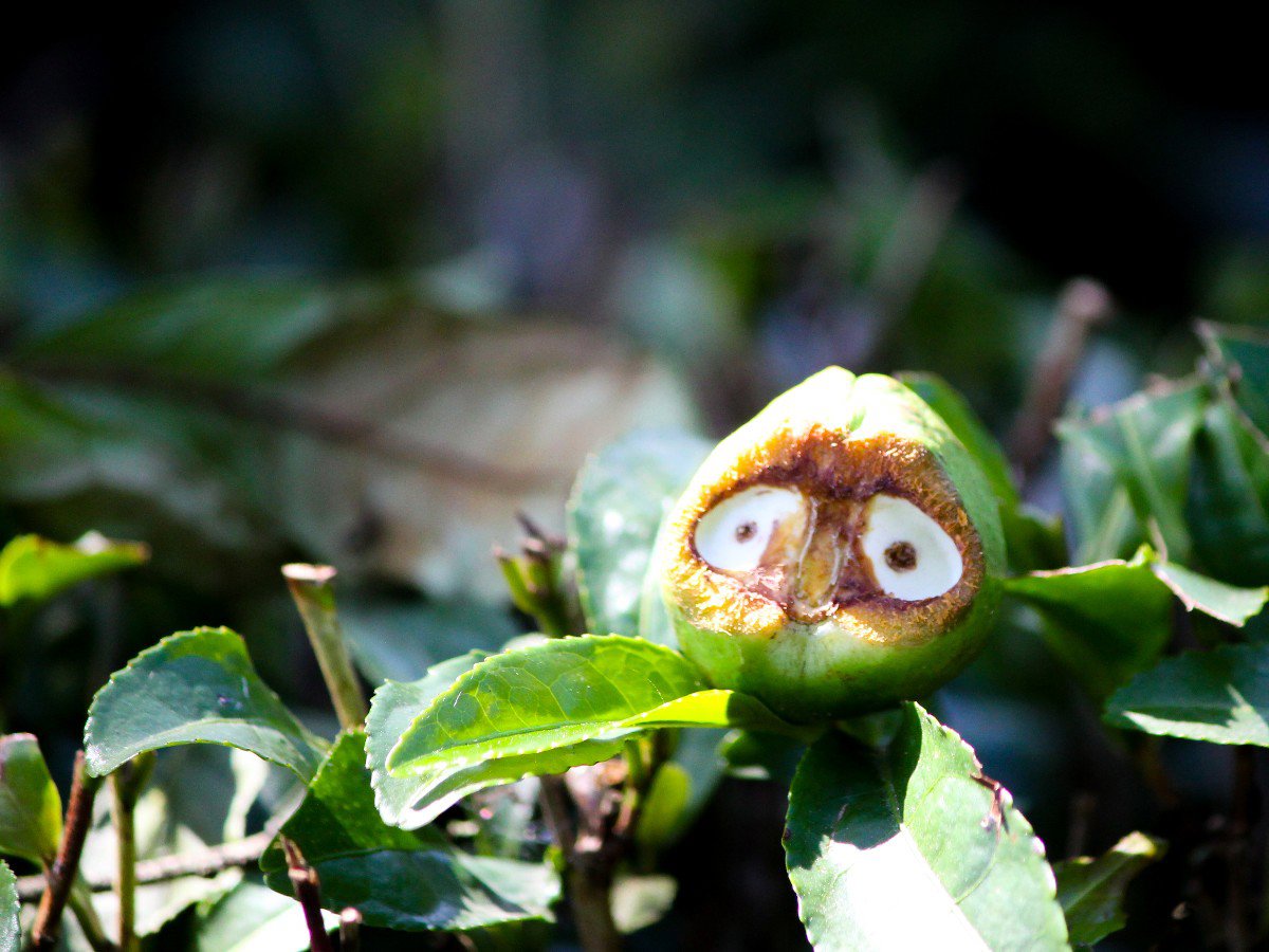 Şaşkın Çay Tohumu