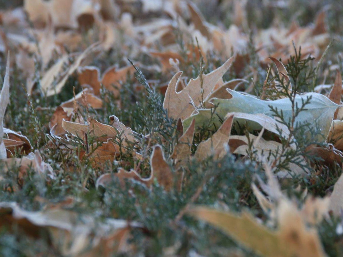 Ankaranın Soğuğunda Yapraklar
