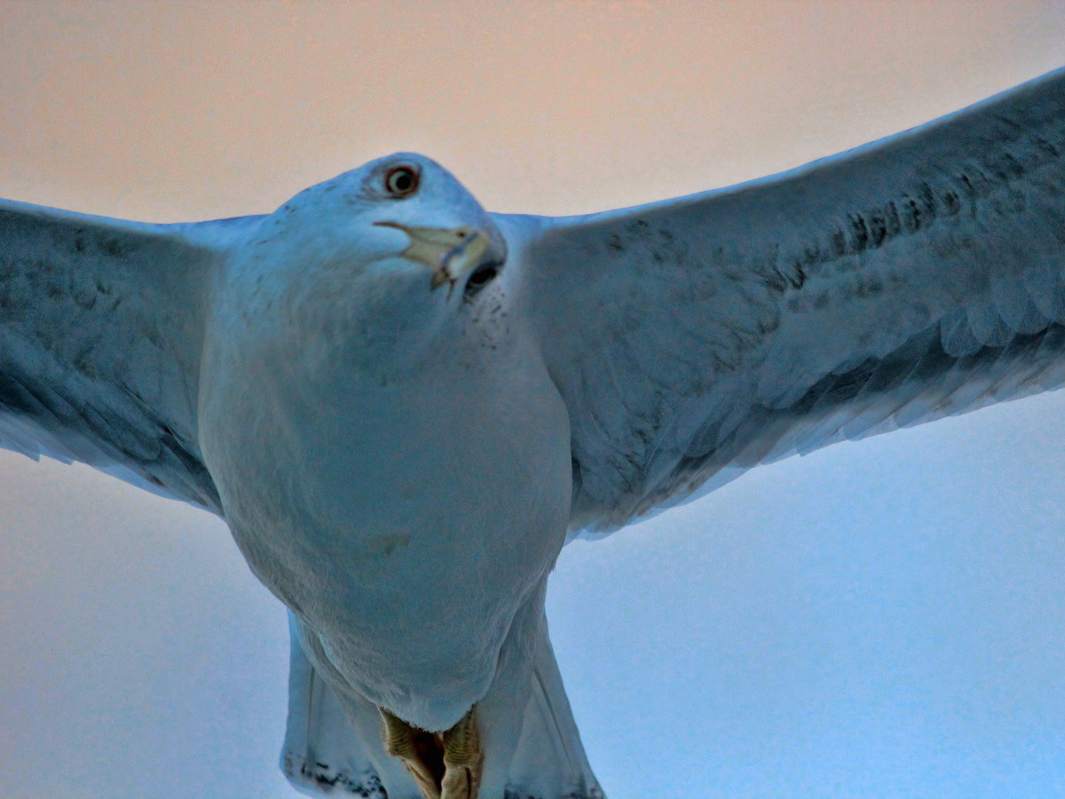 Martının Bakışı
