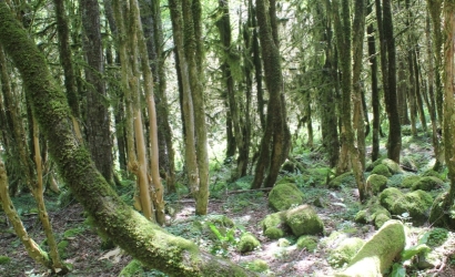 Şimşir Ormanı