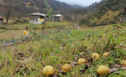 Deremezra Yaylası