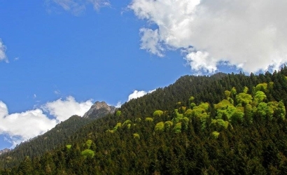 Elevit Yaylası