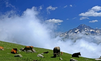 Sırt Yayla