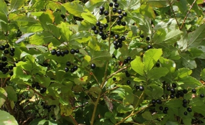 Kayadibi Yaylası