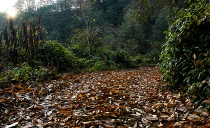 Pisxala karışık